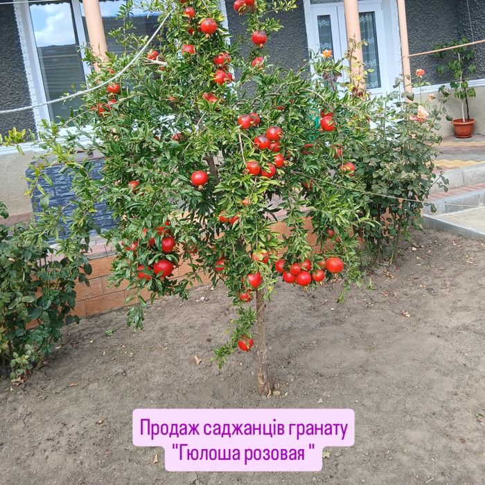 Гранат Гюлоша розовая