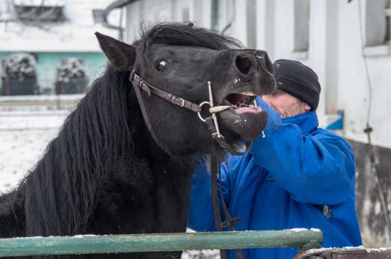Stanówka ogierem huculskim JUNIOR