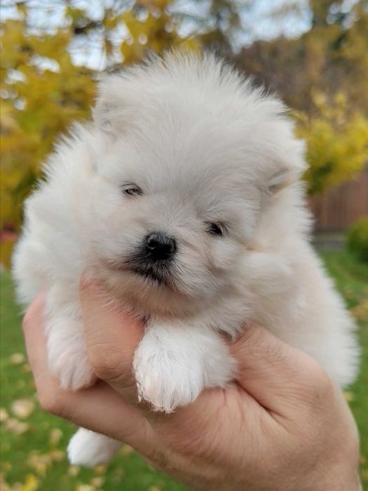 Szpic miniaturowy pomeranian