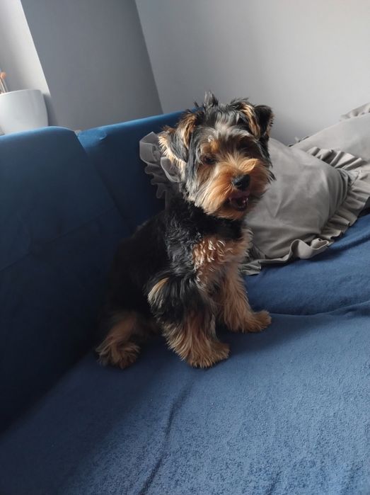Oddam yorka w dobre ręce