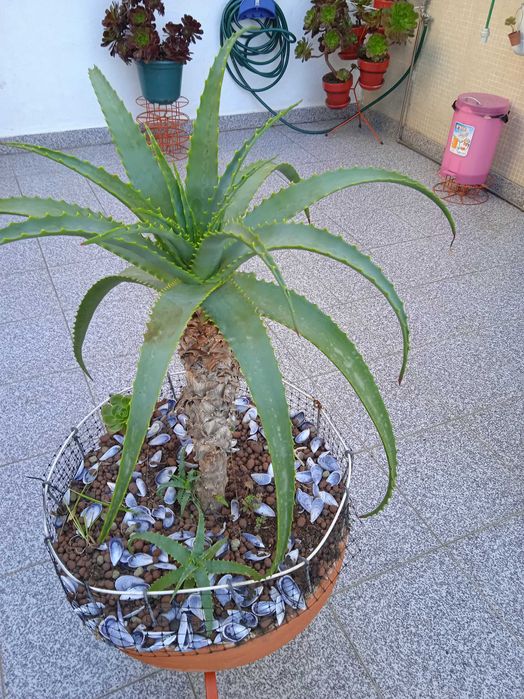 catos variados tamanhos