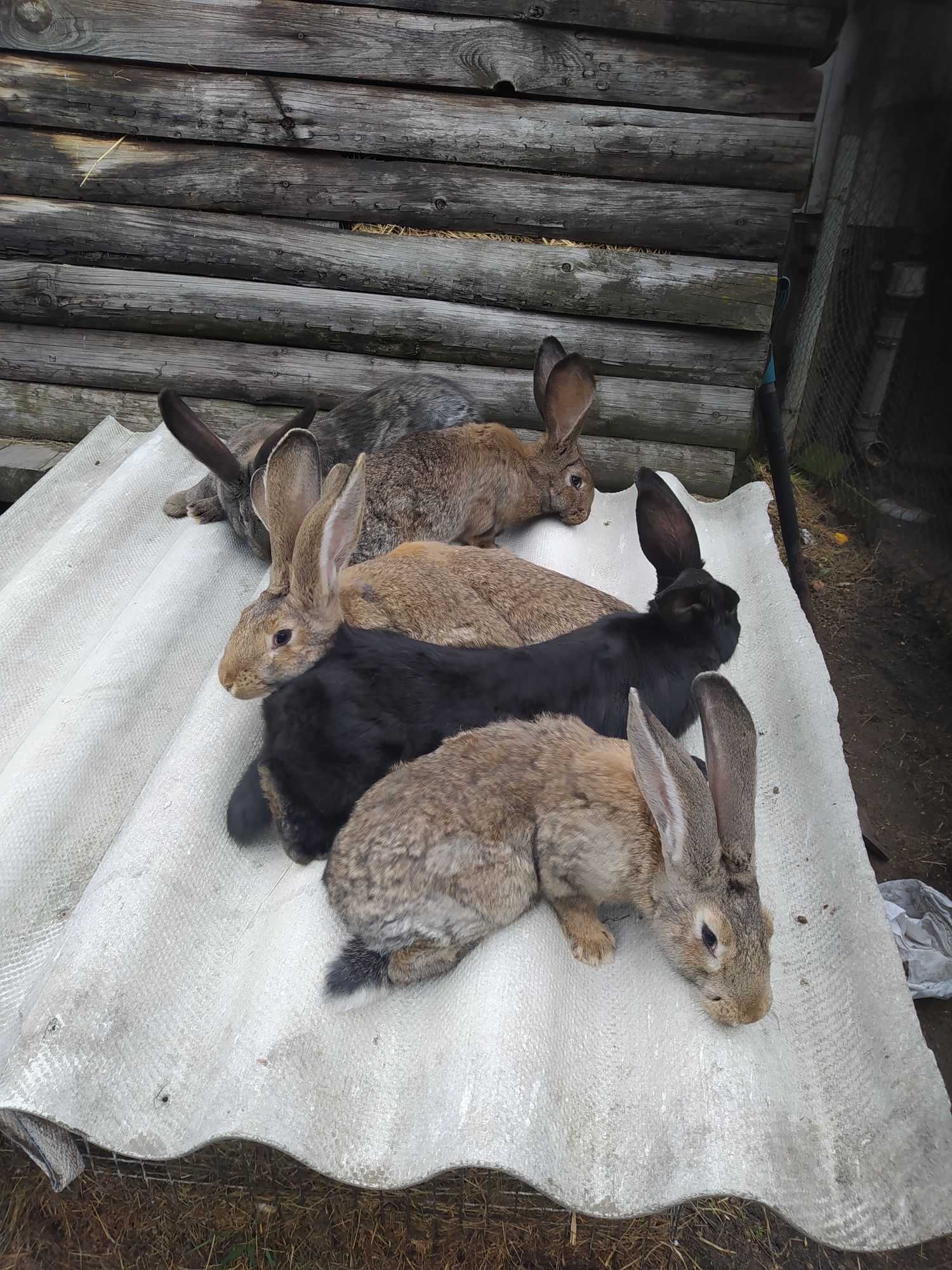 Witam.młode samiczki z końca listopada zmienią klatkę.waga ok 4.5kg