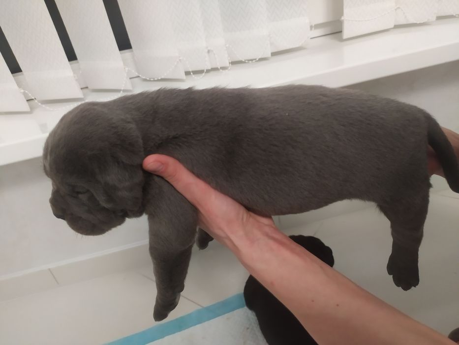 кане корсо сірого кольору