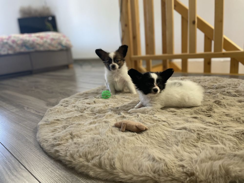 Spaniel kontynentalny -Papillon