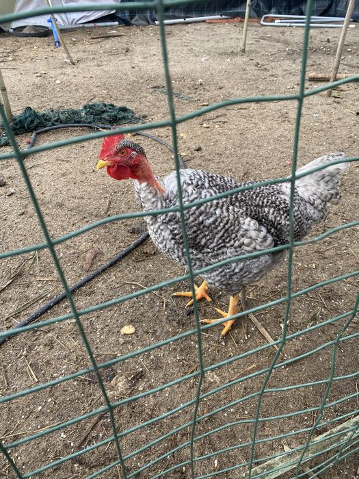 Galo Pedrês Português