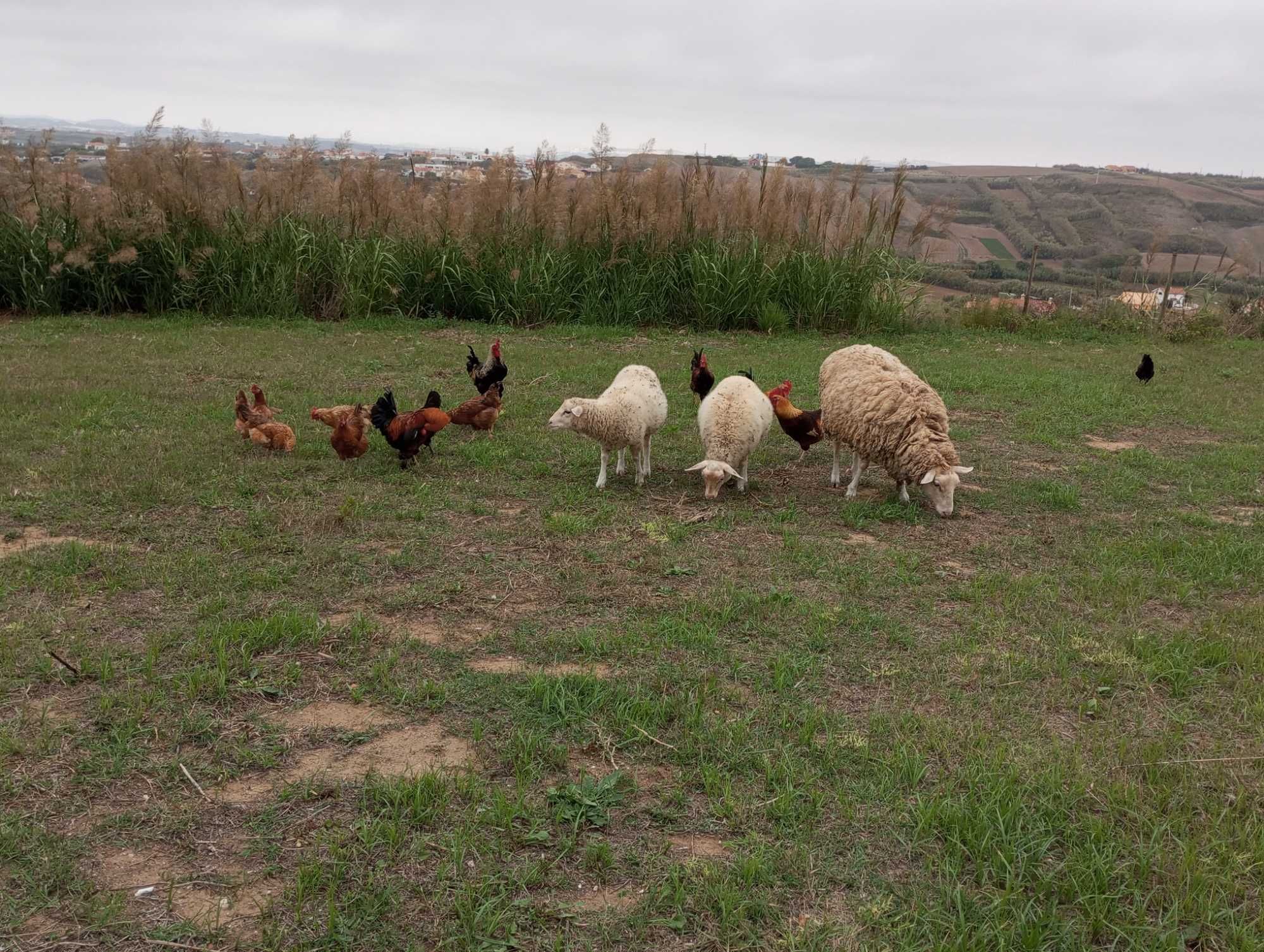 Jersey gigante negro/castanhas ISA Brown/ wyandott / Rhode island red.