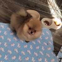 Prawdziwy pomeranian ZKWP