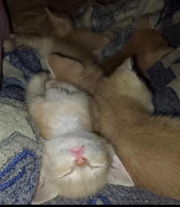 Віддам у гарні руки грайливого рудого кошенятко