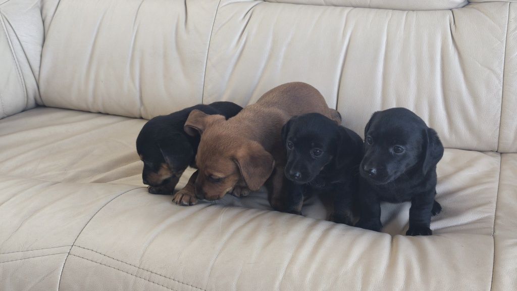 Pinscher com Teckel