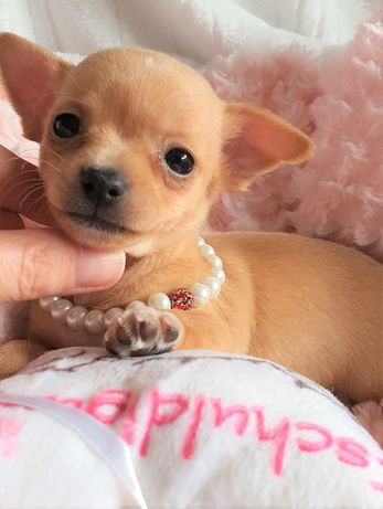 Chihuahua Suczka Super Przepiękna, Rodowód Mini! do 1,6kg.