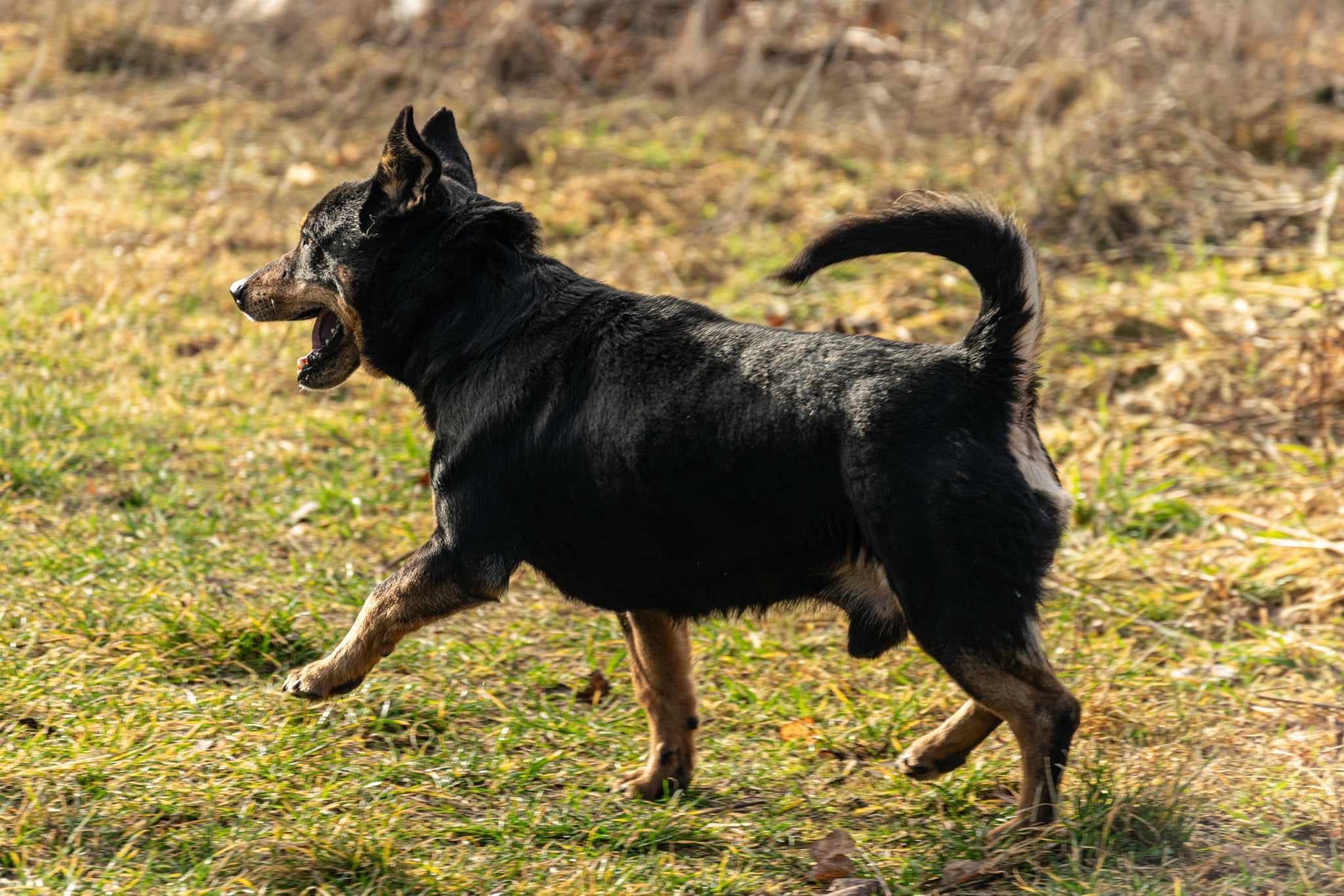 Malutki FILIPEK umiera ze strachu w schronisku