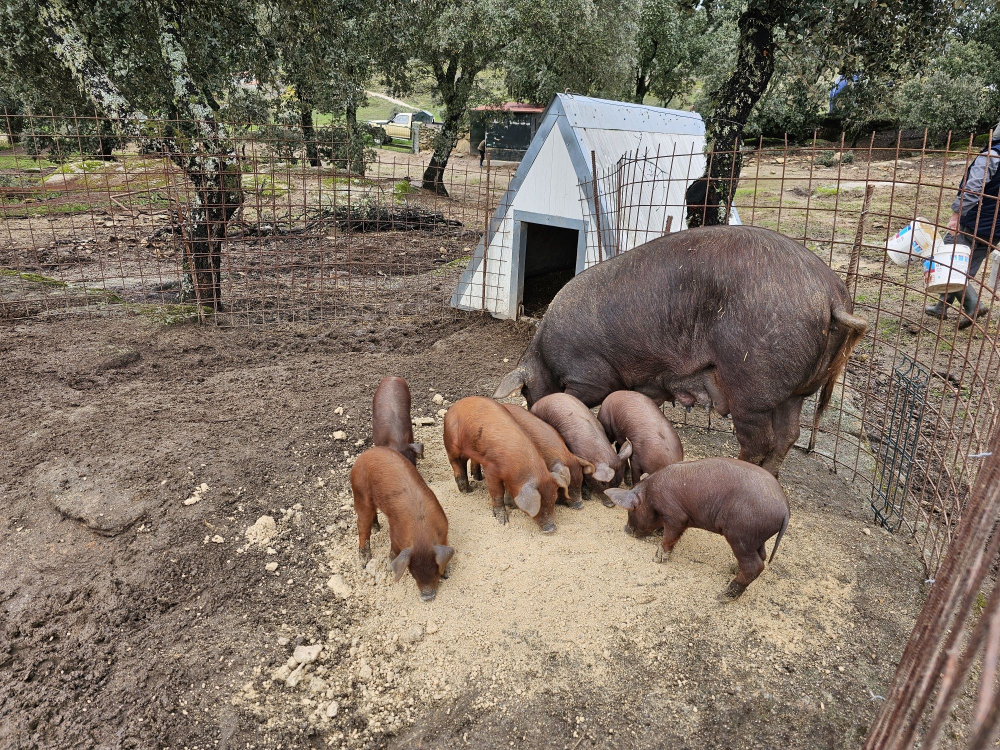 Leitões cruzados de Ibérico com Duroc