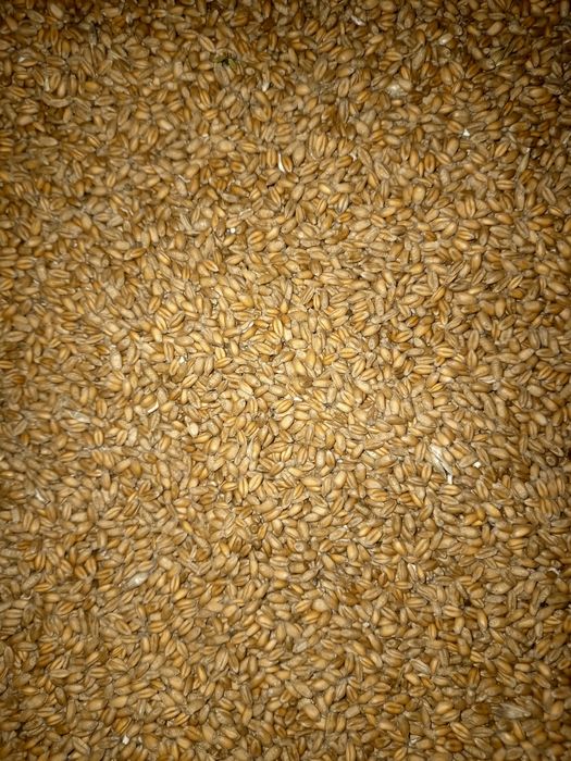 Pszenica RGT Bilanz i Kilimanjaro 2025