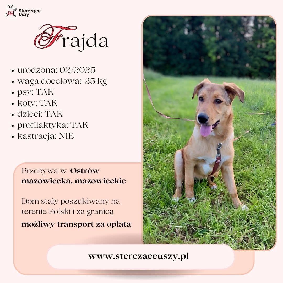 Oddam szczenięta do adopcji
