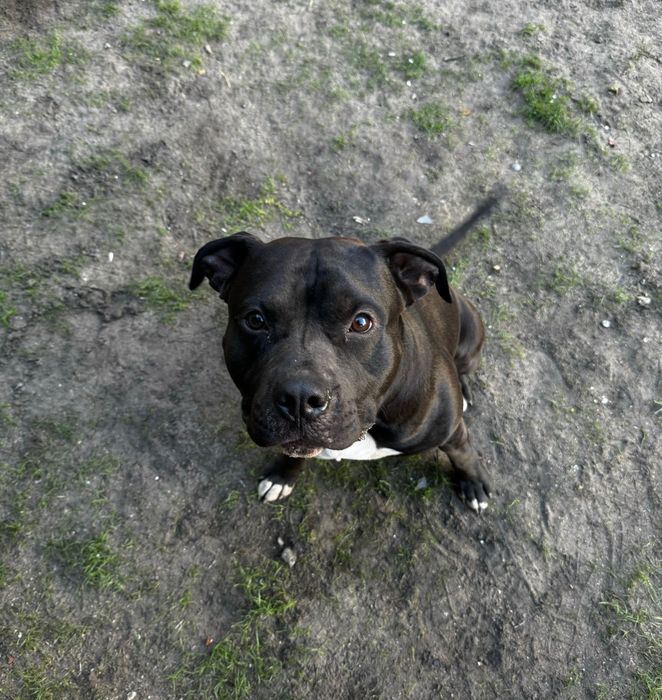 Amstaff z rodowodem