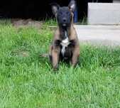 Бельгийская овчарка малинуа! 2 месяца! Malinois puppy