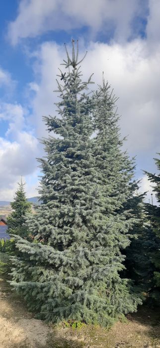 Choinka 4m -6m, duże choinki, Jodła Kaukaska, Kalifornia, Świerk,