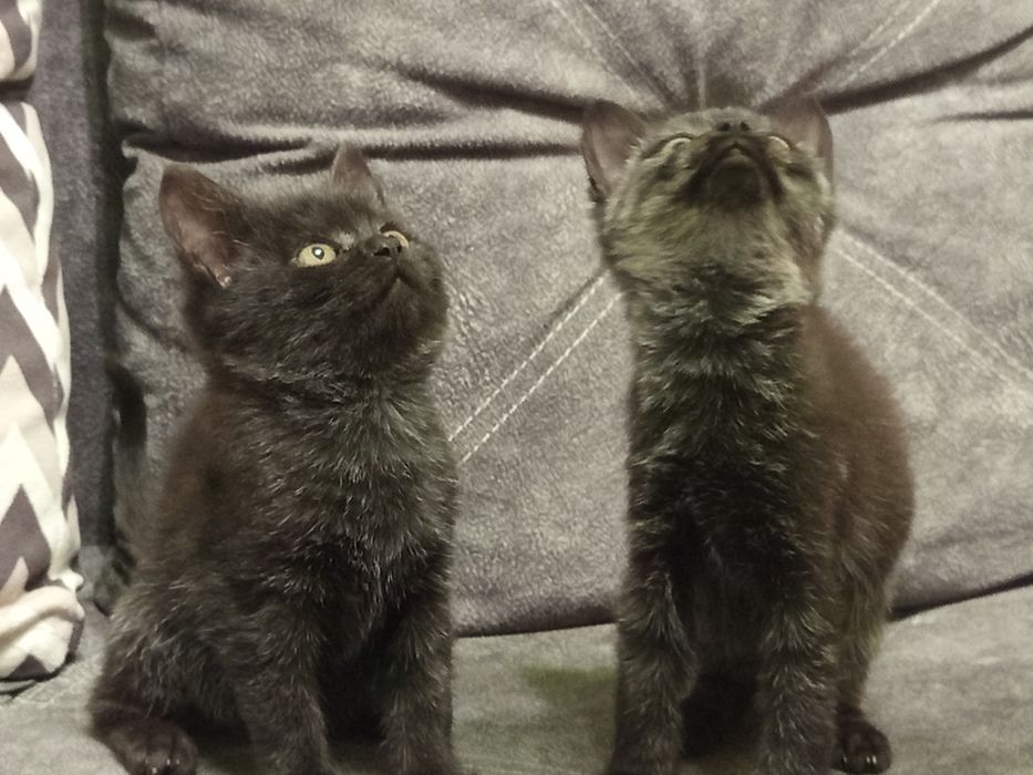 Дві красуні шукають родину