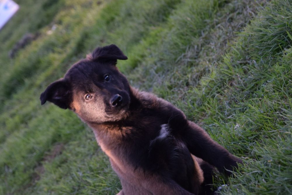 Owczarek Belgijski Malinois Piesek