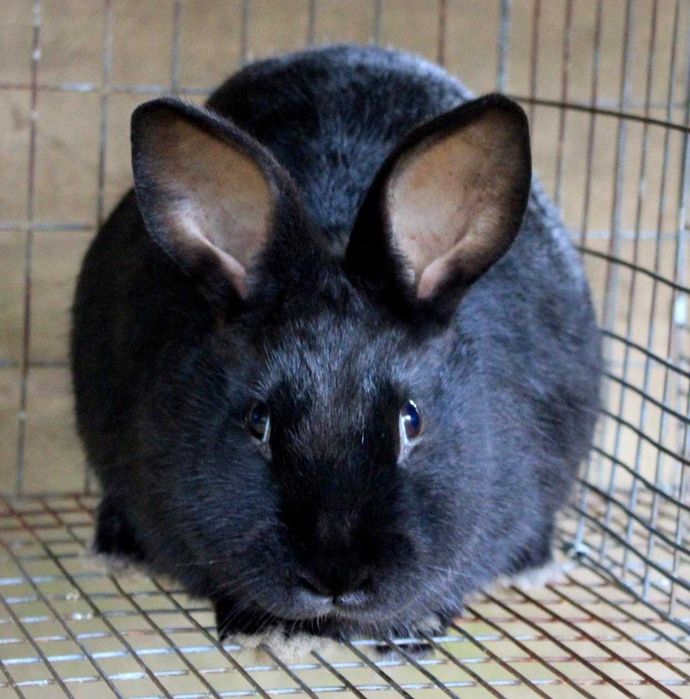 Кролички самки розпродаж)