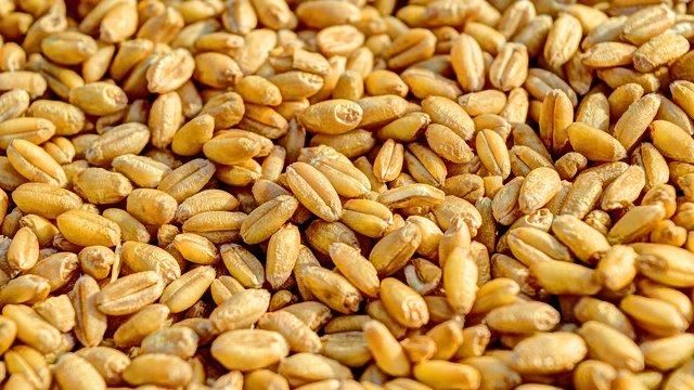 Пшениця зерно 2025 року