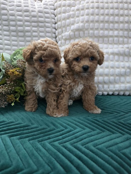 Bichpoo Poochon f1b  suczka pudel toy badania