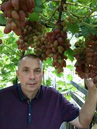 Живці чубуки черенки  винограду на щеплення