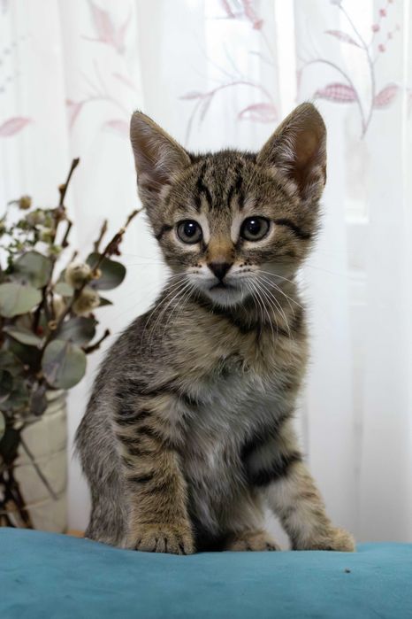 Кошенята, 2 місяці