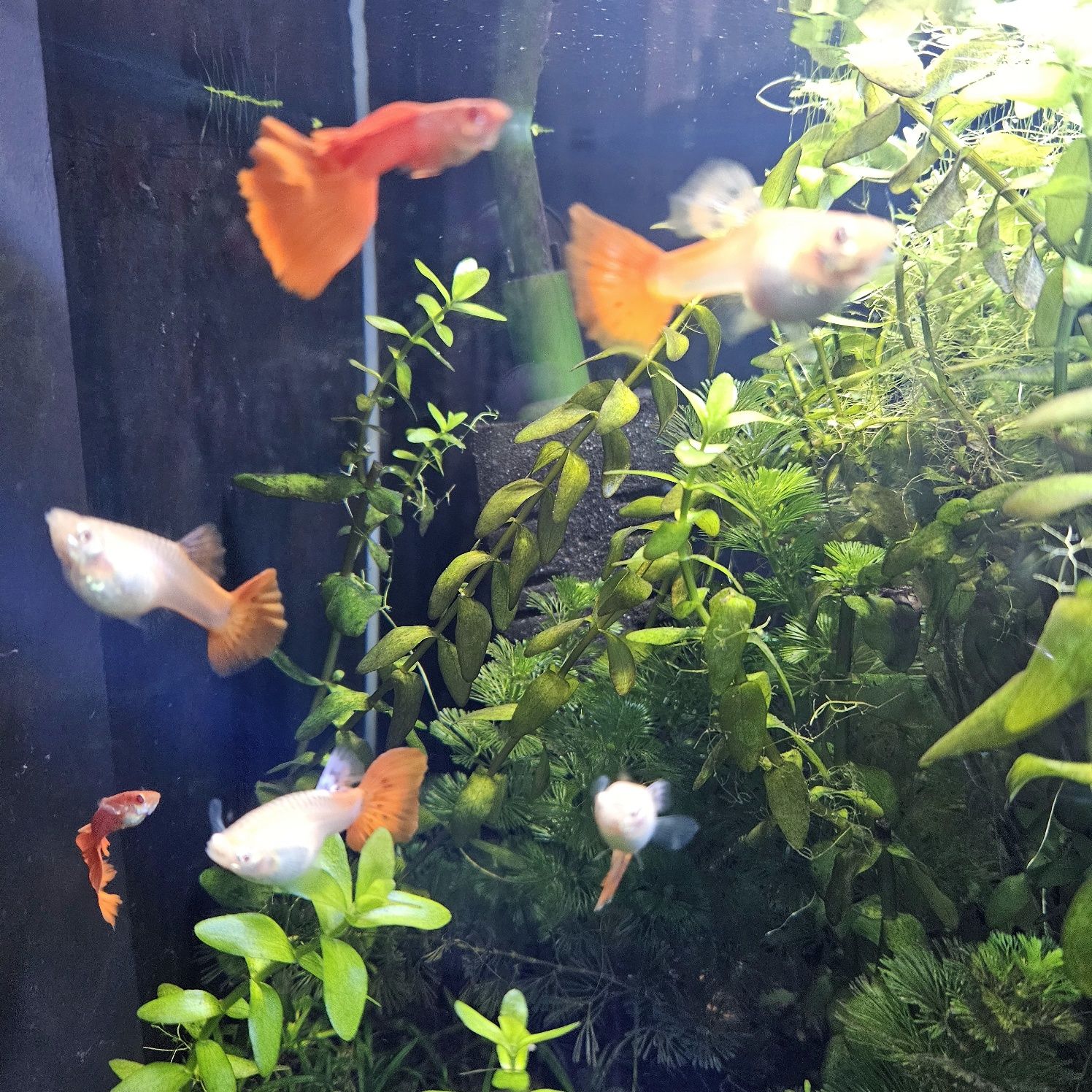 Gupiki Full Red Albino