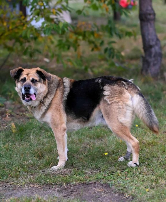 Owczarek niemiecki Otto - oddam w dobre ręce