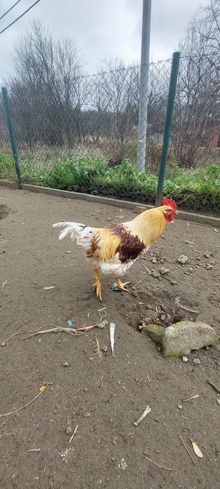 Koguty z własnej hodowli