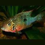 Thorichthys Ellioti pielęgnica eliota
