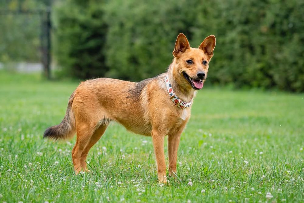 Adelina - wyjątkowy pies dla wyjątkowego człowieka