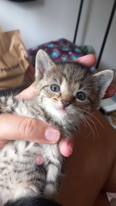 Kot koteczki do adopcji