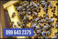 Продам бджолосім'ї або бджолопакети
