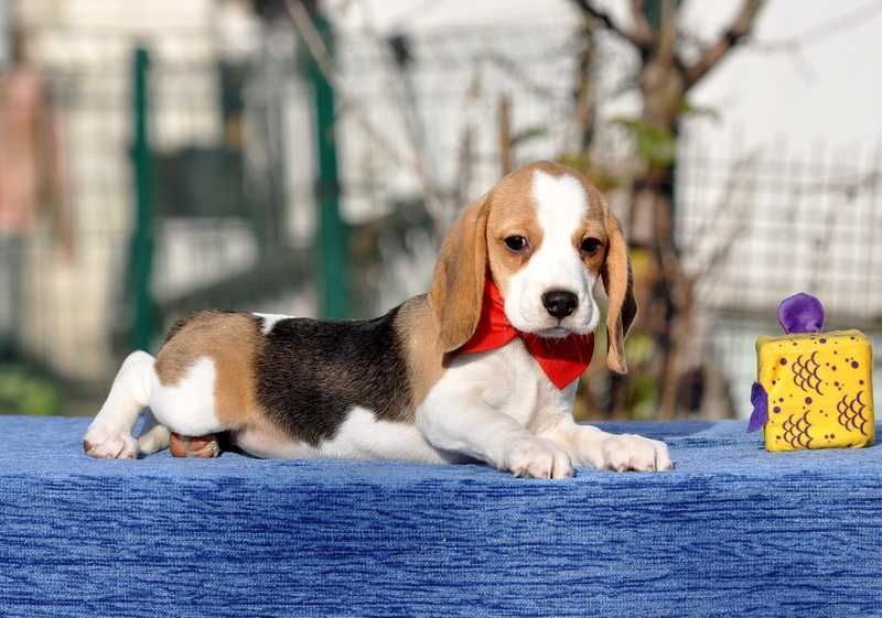 Цукерочка, солоденька крихітка / цуценята бiгля / щенки бигля