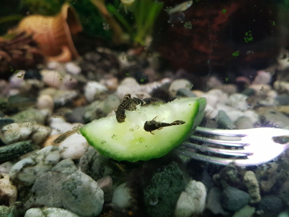 Glonojady pospolite