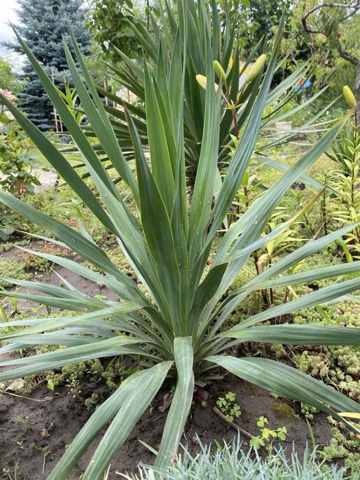 Юкка, вулична рослина