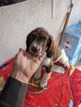 english springer spaniel fêmea