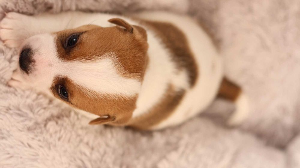 Piesek Jack Russell Terrier/BREFIO-/badania genet.