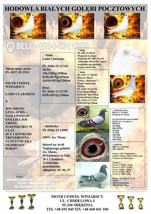Jos Thoné gołąb, gołębie pocztowe.