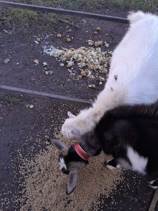 Продам козочки молоді