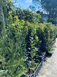 Medronheiros e outras plantas disponiveis