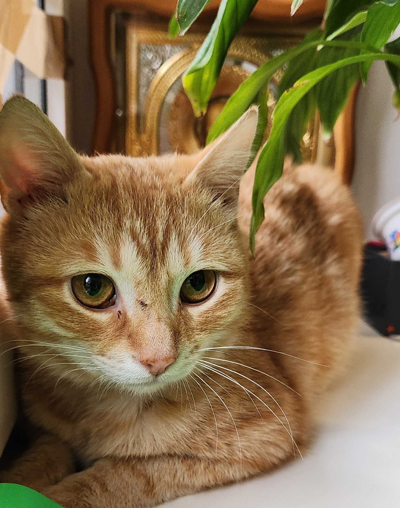 Кот, подросток, 8 месяцев