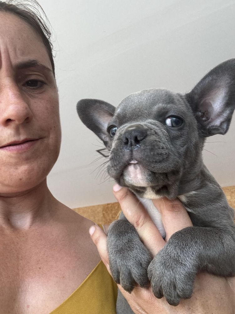 Bulldog frances blue