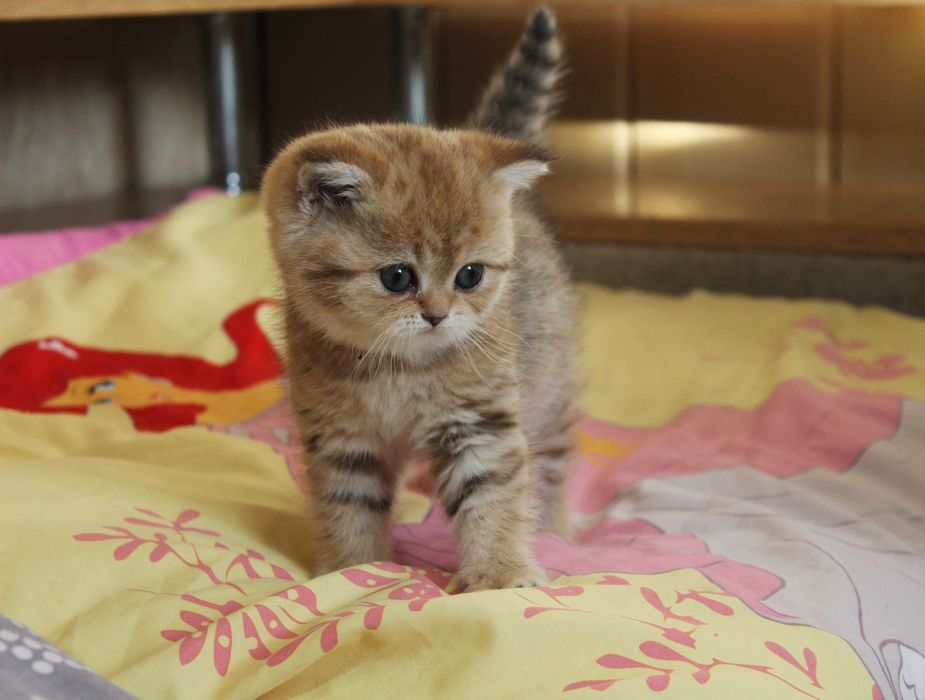 Поціновувачам маляток золотой шиншилли