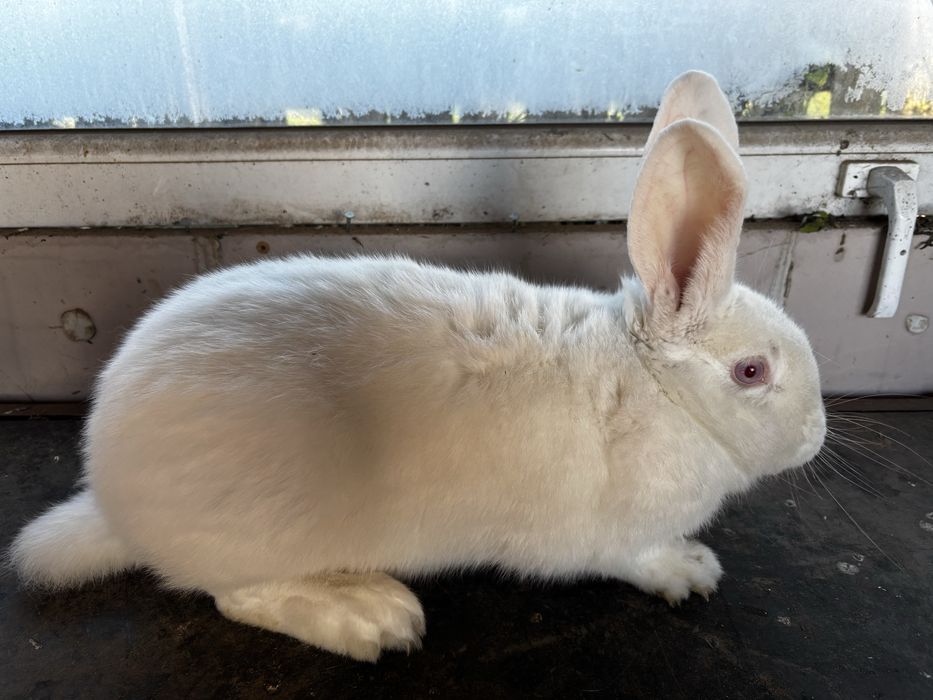 samica krolika mieszanca