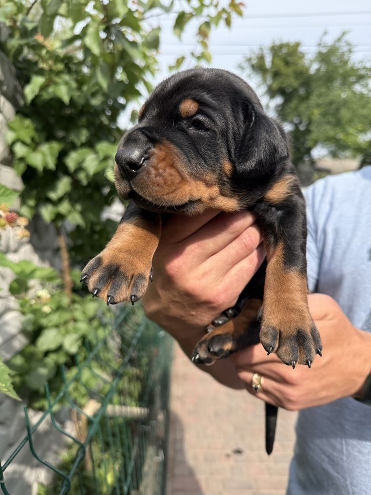 Хлопчик (male) Doberman FCI КСУ