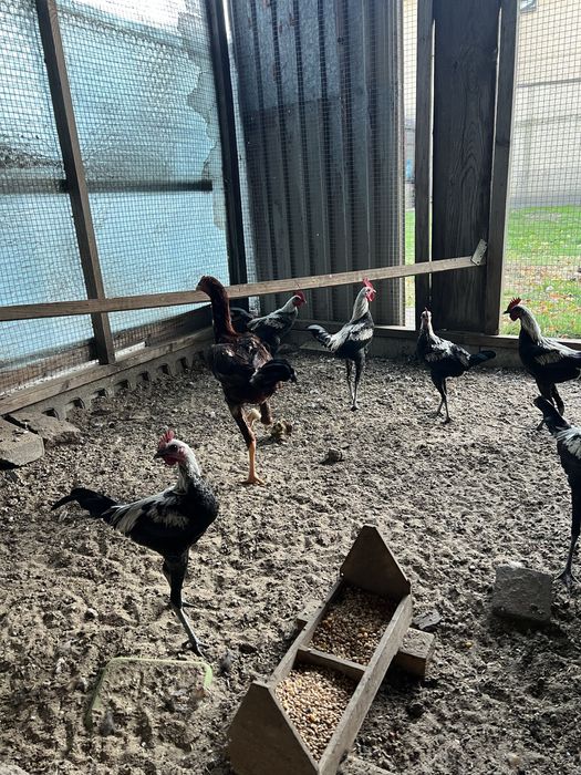 Bojowce nowoangielskie