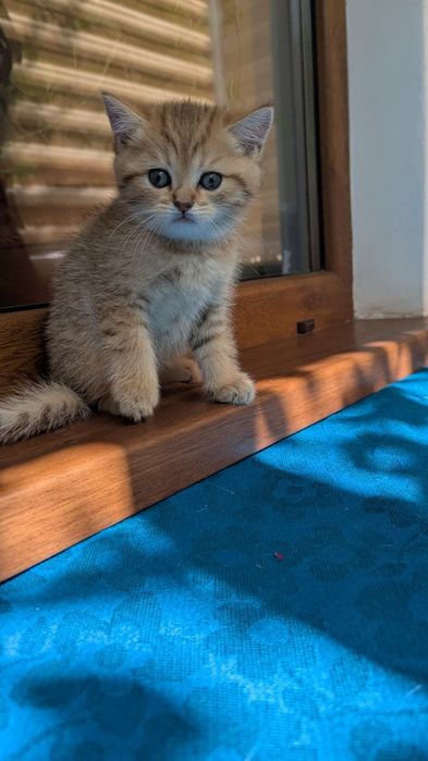 Золоті шотландські шиншили. Кошенята. Котята. Питомник.